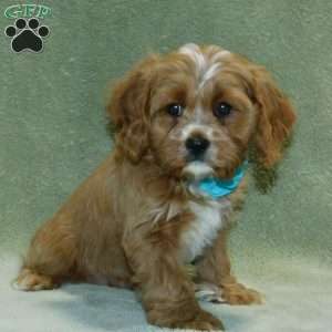 King, Cavapoo Puppy
